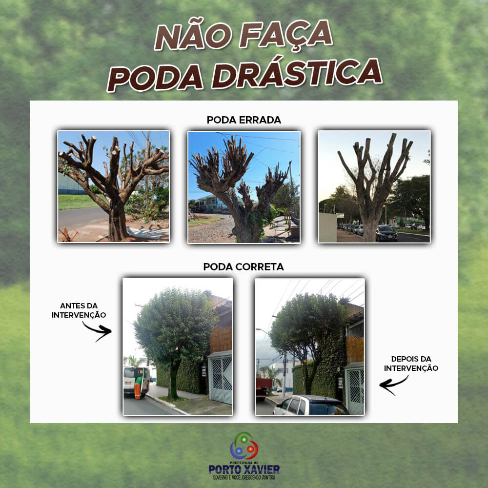 DEPARTAMENTO MUNICIPAL DE MEIO AMBIENTE ORIENTA SOBRE PODAS